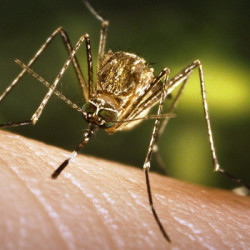 Zwalczanie komarów Insektpol
