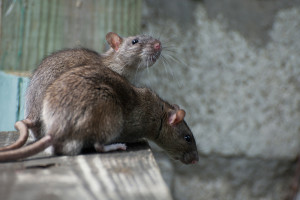 odszczyrzanie zwalczanie szczurów