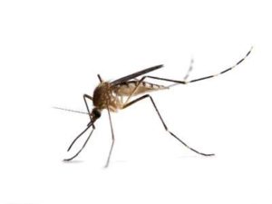 zwalczanie komarów