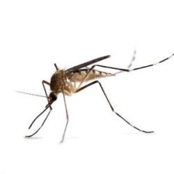 firma zwalczająca komary