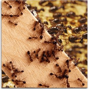 firma zwalczająca mrówki