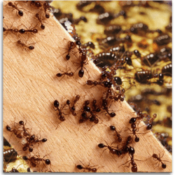 firma zwalczająca mrówki