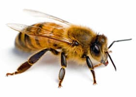 usuwanie-gniazda-pszczół