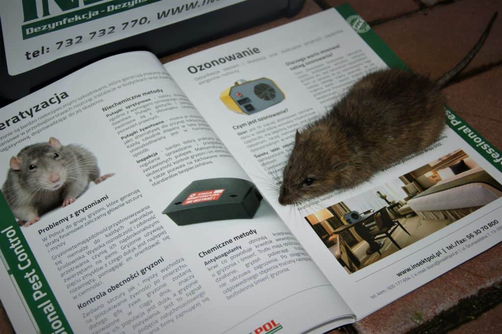  myszy - zwalczanie