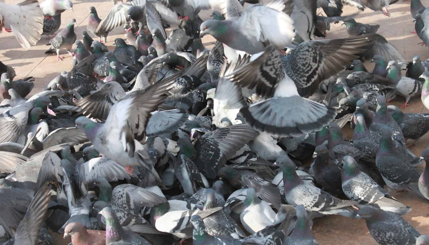 odstraszanie ptaków gołębi