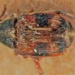 Strąkowiec czteroplamy – chrząszcz zaliczany do rodziny stonkowatych